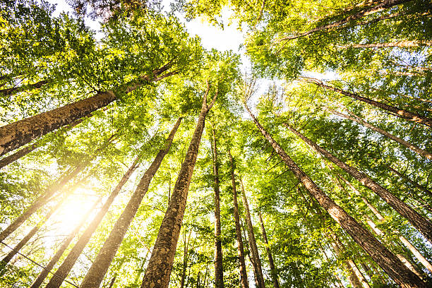 otoczony tall trees, wiosna sezon - tree growth sequoia rainforest zdjęcia i obrazy z banku zdjęć