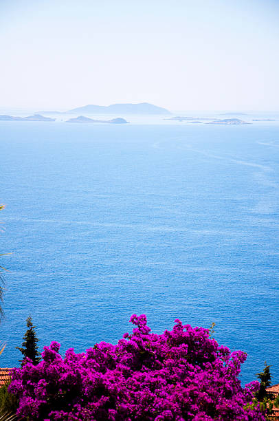 istock purple bougainvillea and islands 483211542