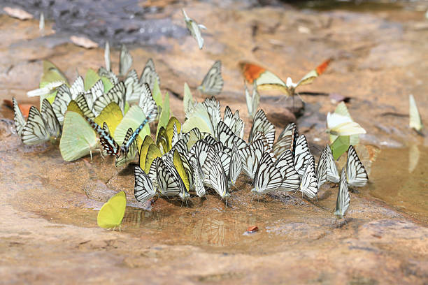 grande gruppo di farfalle venati di nero bianco - black veined white butterfly foto e immagini stock