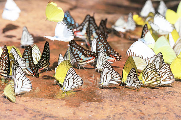 grande gruppo di farfalle venati di nero bianco - black veined white butterfly foto e immagini stock