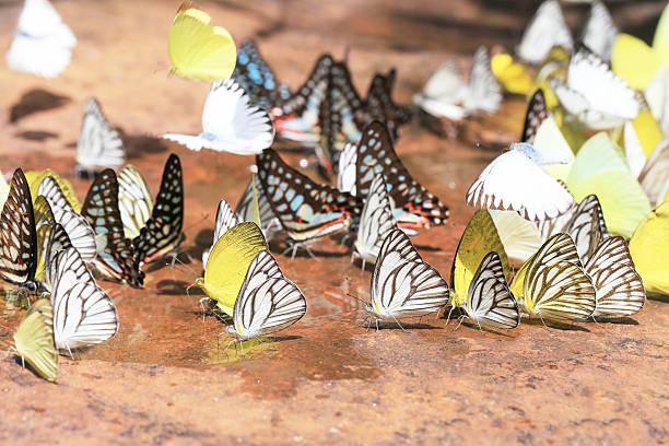 大きなグループのブラックの縞模様のホワイトのバタフライ - black veined white butterfly ストックフォトと画像