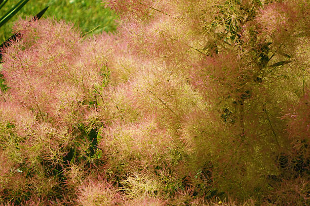 istock Close Up of Smoke Bush Blossoms 483213794