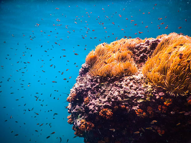 istock Tropical underwater life in the Sea.Thailand 483214582