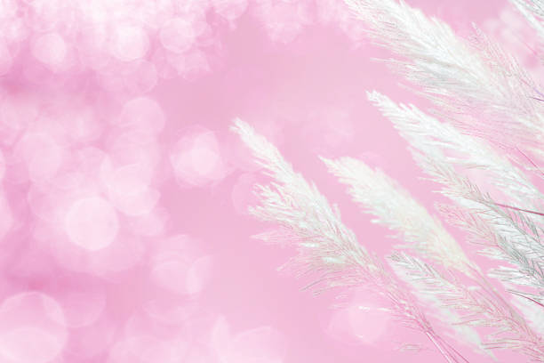 abstract soft focus of pink lighting softness Feather Grass background