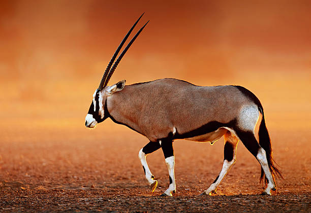gemsbok auf desert plains bei sonnenuntergang - gemsbok antelope mammal nature stock-fotos und bilder