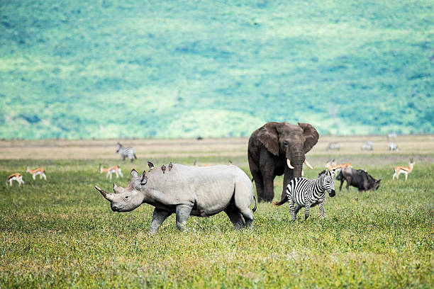 rhino, elephant y cebra en el cráter de tanzania ngorongoro - sky pink photography lake fotografías e imágenes de stock