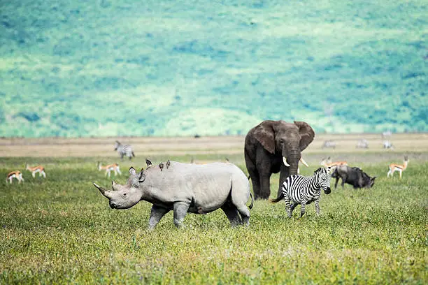 Rhino, elephant and Zebra  in the Ngorongoro Crater Tanzania