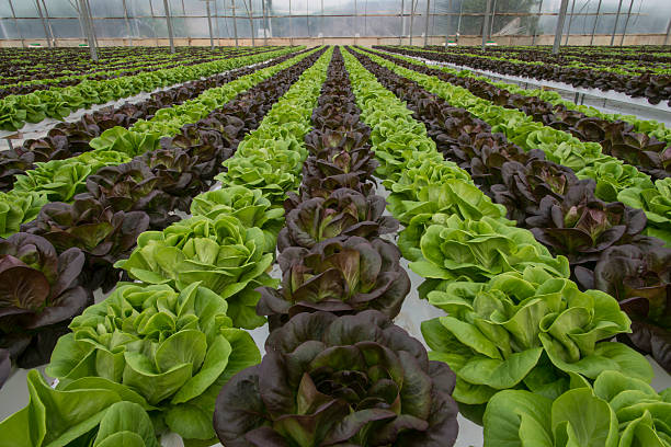 istock Lettuce crops in greenhouse 483222698