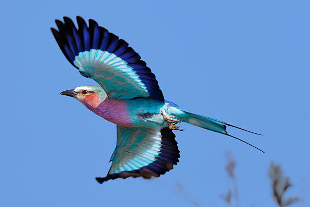 Lilac-breasted Roller in flight stock photo