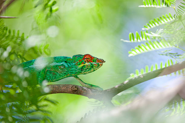 Chameleon in reunion island. L'Endormi. Endemic chameleon in Reunion, the only species that lives in liverty in the Island. 