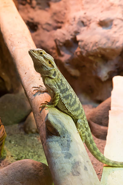istock Bearded dragon on the branch 483226282
