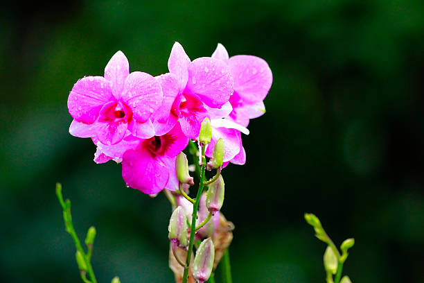 orchid - long leaved helleborine fotografías e imágenes de stock