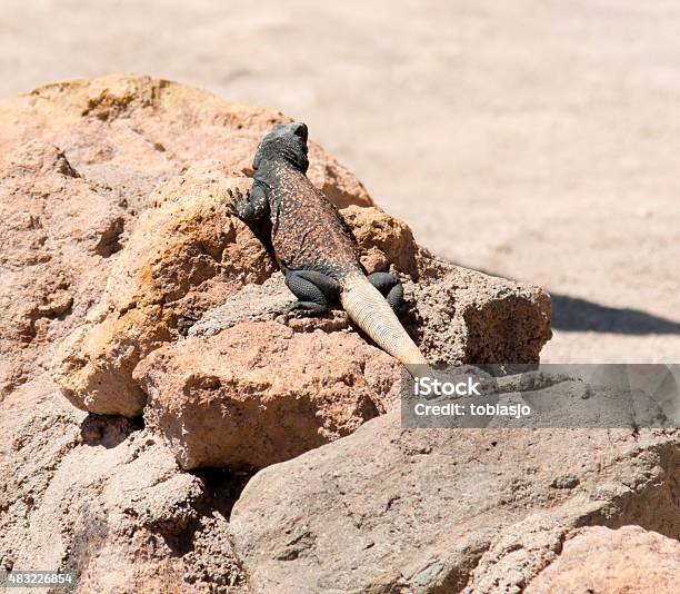 Desert Lizard Stock Photo - Download Image Now - 2015, Animal, California