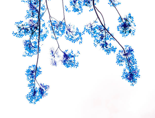 istock blue Flam-boyant flower background 483227014