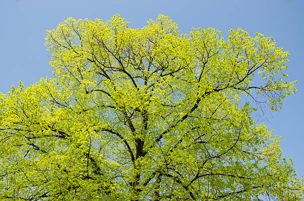 corona de árbol de primavera y cielo azul - treetop sky tree high section fotografías e imágenes de stock