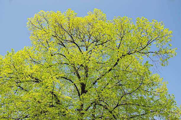 coroa de árvore e céu azul de primavera - treetop sky tree high section - fotografias e filmes do acervo