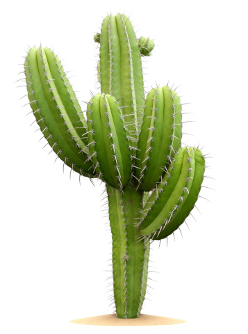 Cactus photo