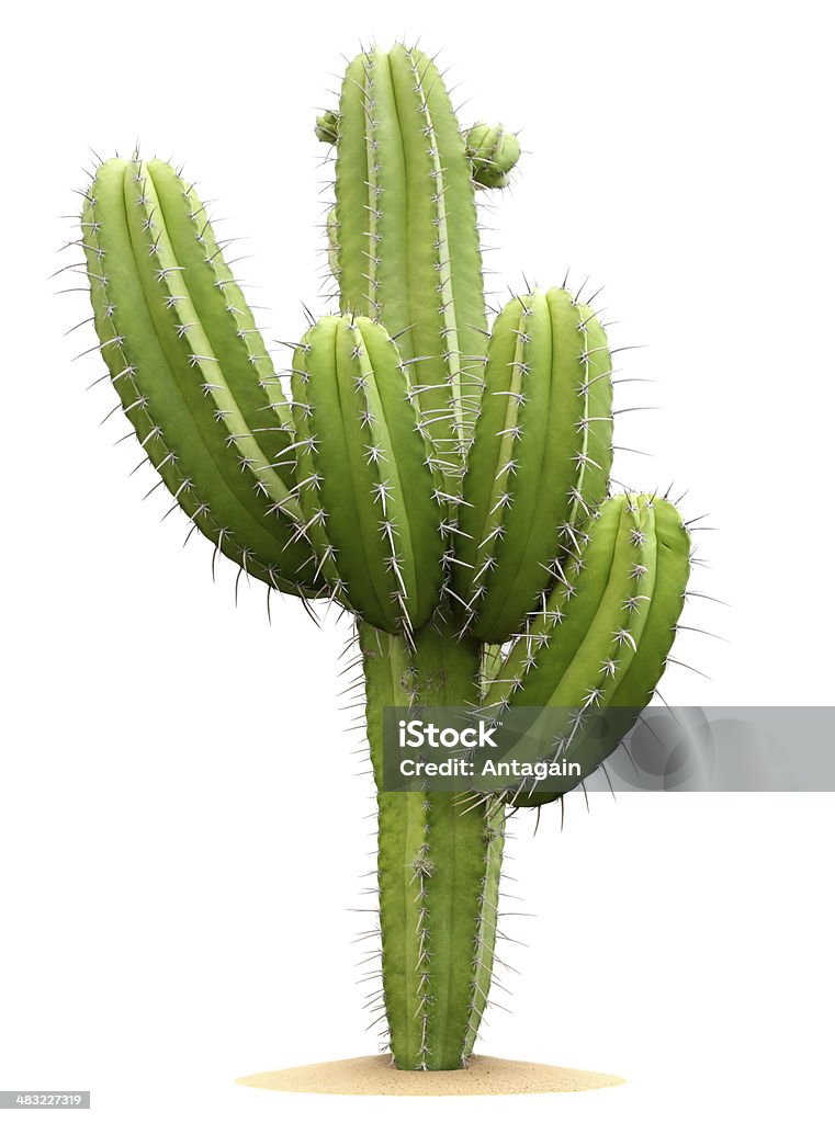 Cactus Cactus Stock Photo