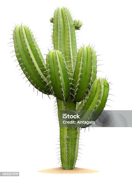 Foto de Cactus e mais fotos de stock de Cacto - Cacto, Figura para recortar, Fundo Branco