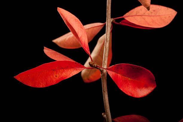 foglia autunnno marrone bosco - hawthorn flower single flower spring imagens e fotografias de stock