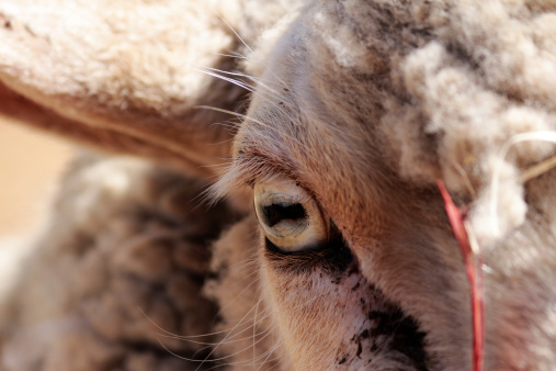 Photo of a Sheep's Eye