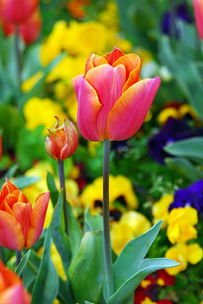 Tulipes - Photo