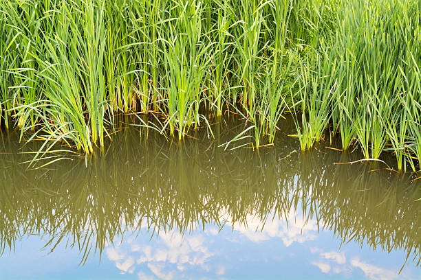istock Reflection of water vegetation and blue sky 483229993