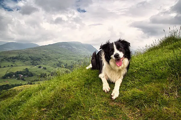 A Border Collie on a mountain in the UK Lake District, near Ambelside