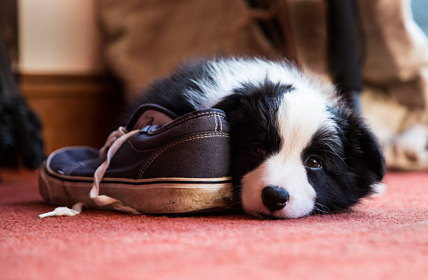 Border Collie Puppy with a Shoe A Border Collie Puppy lying down next to a Shoe border collie puppies stock pictures, royalty-free photos & images