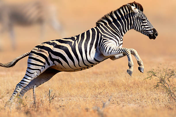 cebra de correr y salto - zebra fotografías e imágenes de stock