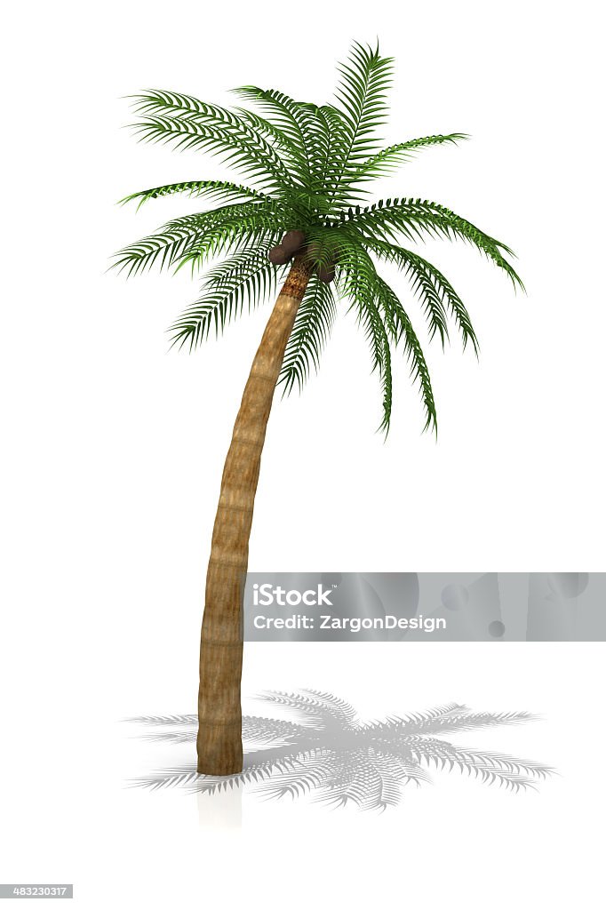 Palm Tree - Photo de Blanc libre de droits