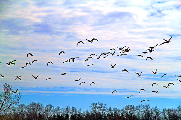 istock Geese Flying In the Blue Sky 483230365