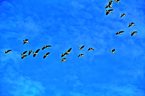 istock Geese Flying In the Blue Sky 483231079