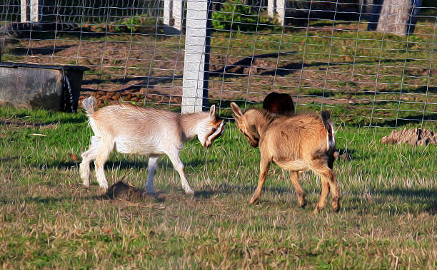 istock two baby goats fighting, oil paint stylization 483231095