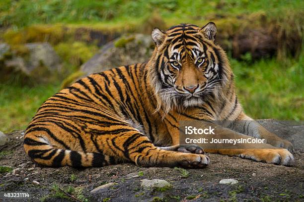 Endangered Sumatran Tiger Stock Photo - Download Image Now - Sumatran Tiger, 2015, Animal