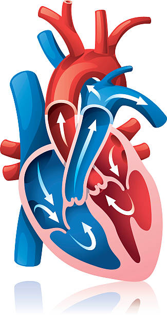 Heart section vector art illustration