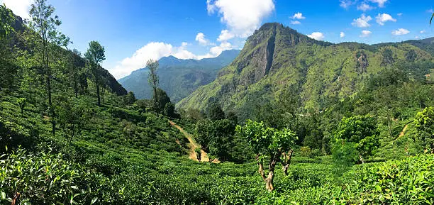 Sri Lanka tea plantations in Highlands. Travel to Colombo and Kandy.