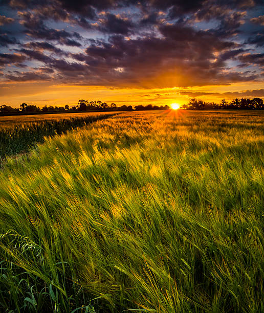 pôr do sol sobre o campo de trigo - northamptonshire - fotografias e filmes do acervo