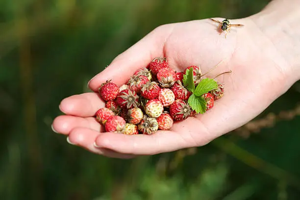 Female handful of wild berries (strawberries, briar, stone berries). Selective focus on bee