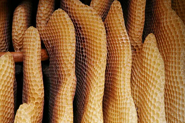 View from the interior of a beehive. A special bee type in Turkey called "Karakovan" have built their honeycomb naturally..