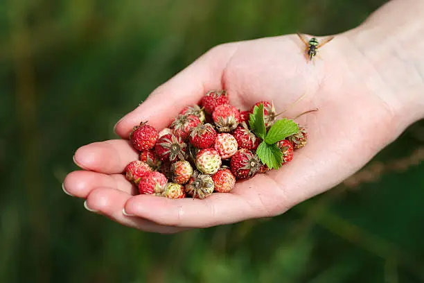 Female handful of wild berries (strawberries, briar, stone berries). Selective focus on berries