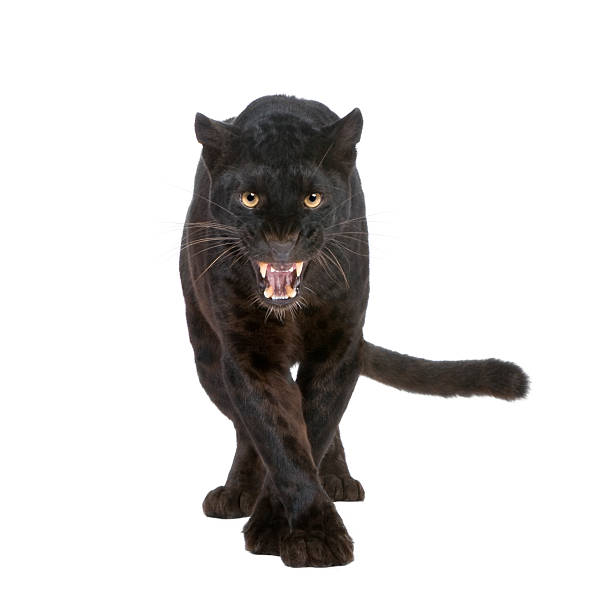 czarna pantera, 6 lat - leopard prowling black leopard undomesticated cat zdjęcia i obrazy z banku zdjęć