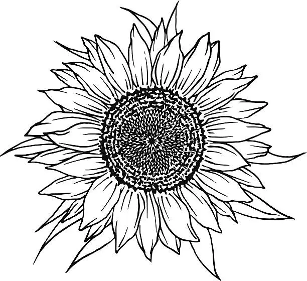 Vector illustration of Sunflower