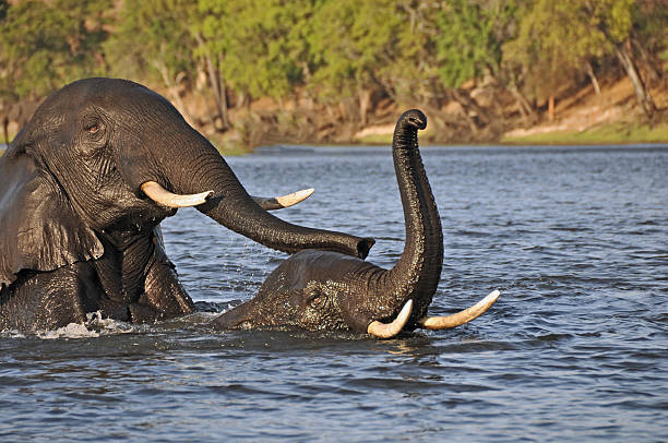 istock Mother and baby elephant swimming 483232452