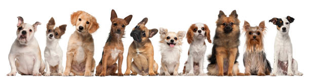 istock Group of dogs sitting against white background 483233365