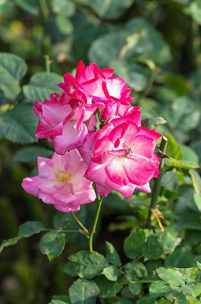 istock Pink Rose in the garden 483233487