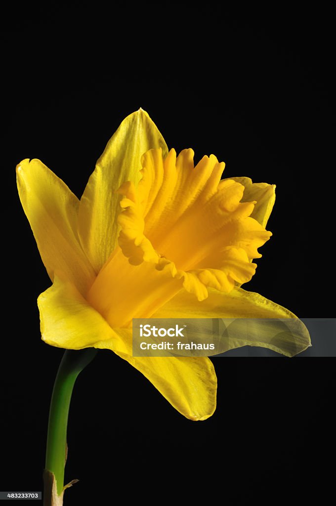 Narciso - Foto de stock de Cor Preta royalty-free