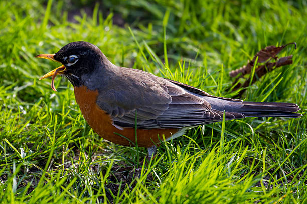 istock Robin Eating a Worm in the Grass 483237188