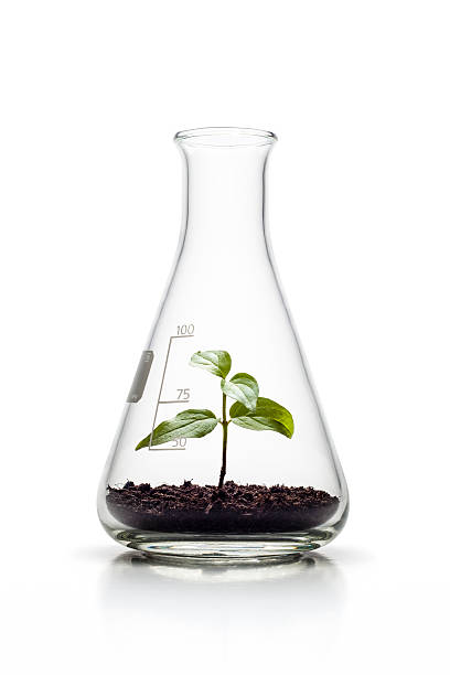 pflanze wächst in einem erlenmeyer glaskolben-natur genetik wachstum - glaskolben stock-fotos und bilder