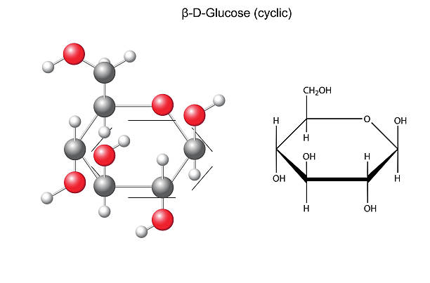 illustrations, cliparts, dessins animés et icônes de formule chimique structurels et modèle de glucose d-glucose (bêta - molecule glucose chemistry biochemistry